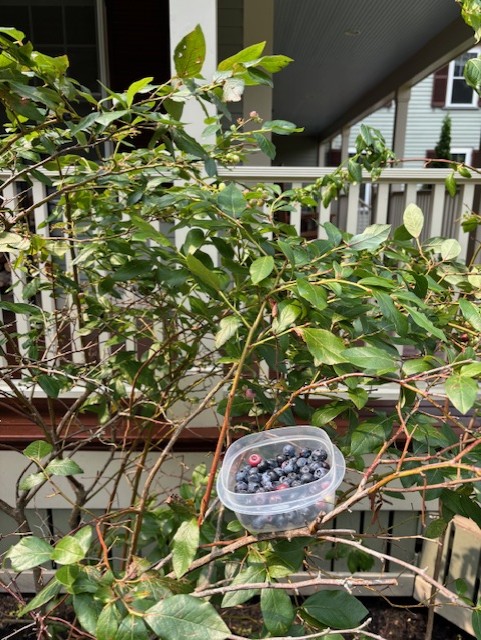berry 5 harvest.jpg